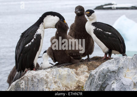 Blue-eyed cormorano Antartico famiglia al tempo di alimentazione Foto Stock