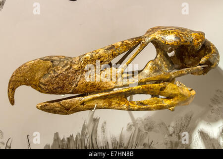 Cranio antica flightless rapace hermosiornis nel museo naturalistico Foto Stock