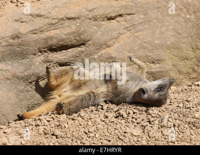 Un giovane Meerkat prendere il sole Foto Stock