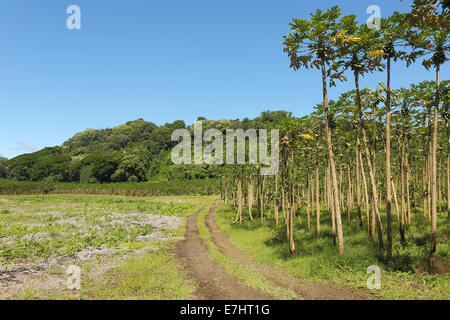 Un boschetto di alberi di papaia in crescita nel clima tropicale delle Hawaii Foto Stock