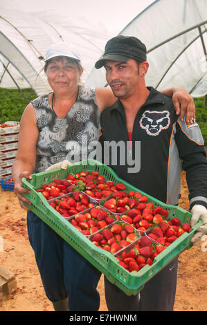 La raccolta di fragole, la Redondela, provincia di Huelva, regione dell'Andalusia, Spagna, Europa Foto Stock