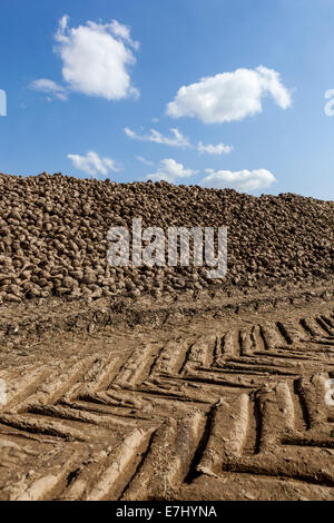 Un mucchio di raccolti di barbabietole da zucchero, Repubblica Ceca, Europa Foto Stock