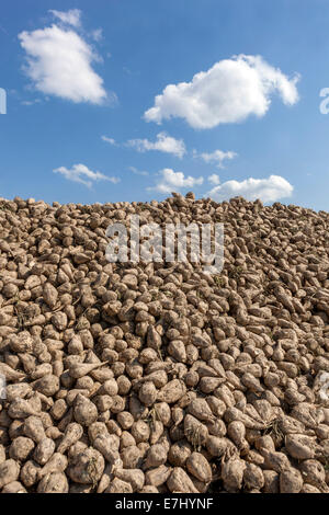 Un mucchio di raccolti di barbabietole da zucchero, Repubblica Ceca, Europa Foto Stock