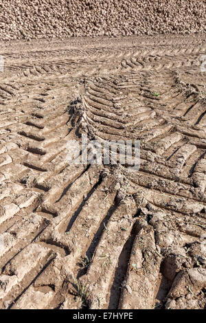 Una pila di barbabietole da zucchero raccolte, cingoli di pneumatici in Repubblica Ceca, Europa Foto Stock