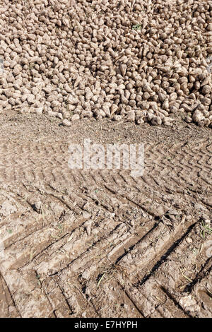 Un mucchio di raccolti di barbabietole da zucchero, Repubblica Ceca, Europa Foto Stock