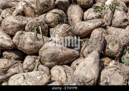 Mucchio di radici di barbabietole da zucchero raccolte tuberi Foto Stock