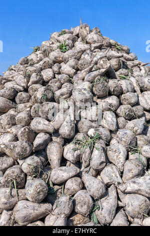 Pila di raccolti di barbabietole da zucchero, Repubblica Ceca, Europa Foto Stock
