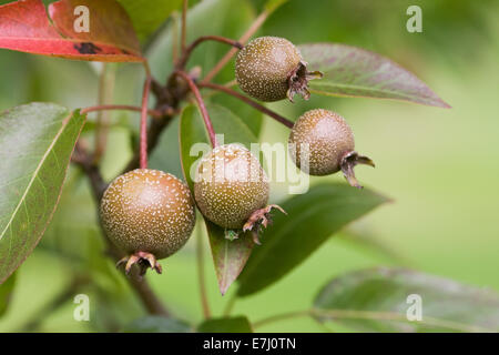 Pyrus pashia frutta. Wild Himalayan pera. Foto Stock