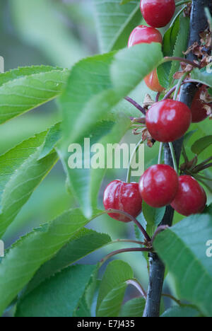 Le ciliegie che cresce sull'albero. Foto Stock