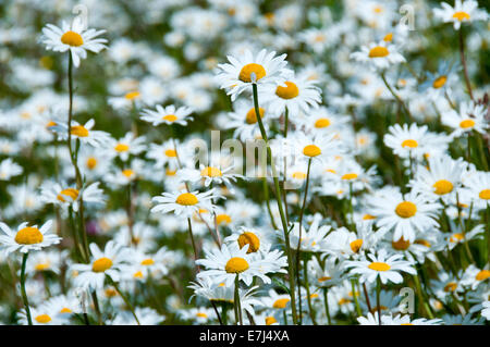 Oxeye Daisy (Leucanthemum vulgare) Prato, vicino Alvanley, Cheshire, Inghilterra, Regno Unito Foto Stock