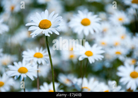 Oxeye Daisy (Leucanthemum vulgare) Prato, vicino Alvanley, Cheshire, Inghilterra, Regno Unito Foto Stock