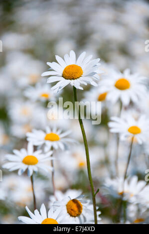 Oxeye Daisy (Leucanthemum vulgare) Prato, vicino Alvanley, Cheshire, Inghilterra, Regno Unito Foto Stock