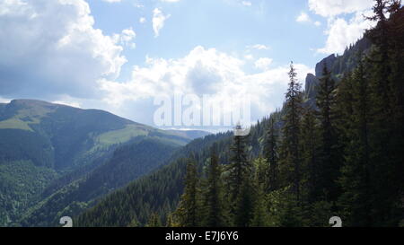 La foresta di conifere, Est Europa, montagne dei Carpazi. Foto Stock