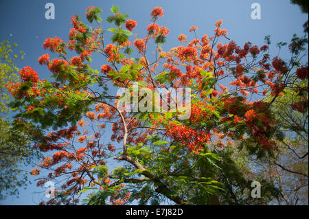 Flame Tree Delonix regia, Fabaceae, Madagascar, Africa Foto Stock