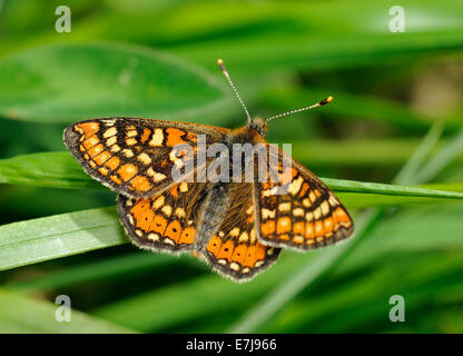 Marsh Fritillary Butterfly - Eurodryas aurinia Alette aperte Foto Stock