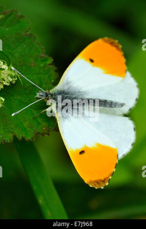 Punta arancione Butterfly - Anthocharis cardamines maschio, alette aperte Foto Stock