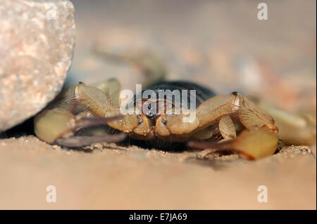 Giant Hairy Scorpion o Arizona Desert Hairy Scorpion (Hadrurus arizonensis), nativo di sud-ovest Nord America, captive Foto Stock