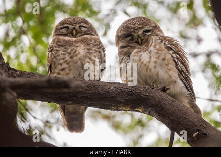 Due Spotted Owlets (Athene brama), il Parco Nazionale di Keoladeo, Rajasthan, India Foto Stock