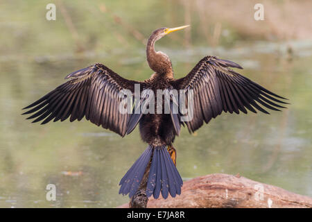 Oriental Darter (Anhinga melanogaster) essiccare le sue ali, Parco Nazionale di Keoladeo, Rajasthan, India Foto Stock