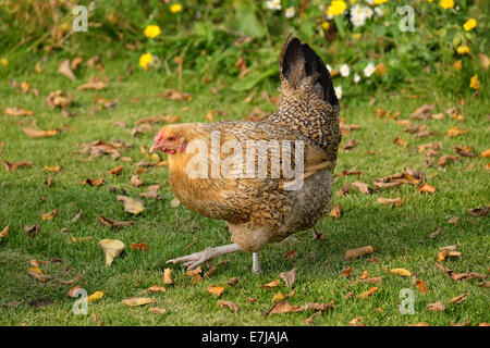 Pollo colorato Foto Stock