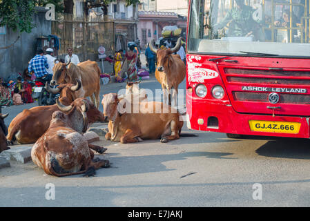 Capi di bestiame su strada bloccano il traffico, Bhavnagar, Gujarat, India Foto Stock