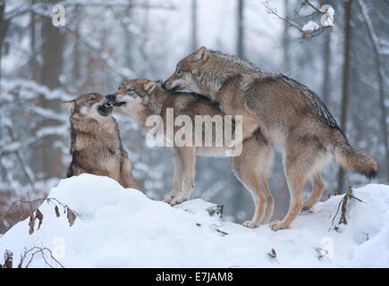 Lupi grigi (Canis lupus), i ragazzi che giocano sulla neve, captive, Baviera, Germania Foto Stock