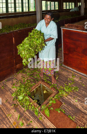 Donna facendo cadere le foglie di tè in un foro per ulteriore elaborazione, tè fabbrica a Muruthagahamulla, Delpitiya, provincia centrale Foto Stock