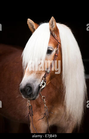 Haflinger tirolese con un western briglia, ritratto, mare, biondo sorrel, Tirolo del nord, Austria Foto Stock