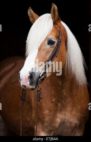 Haflinger tirolese con un western briglia, ritratto, mare, biondo sorrel, Tirolo del nord, Austria Foto Stock