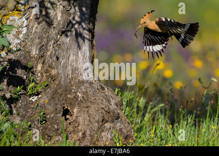 Upupa (Upupa epops) avvicinando il foro di nesting, olivo, Estremadura, Spagna Foto Stock