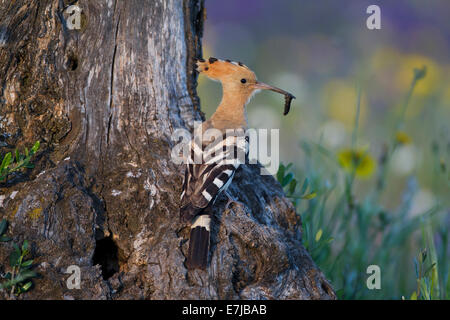 Upupa (Upupa epops) al foro di nesting, olivo, Estremadura, Spagna Foto Stock