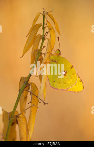 Dark offuscato giallo (Colias croceus), Turingia, Foresta Turingia, Germania Foto Stock