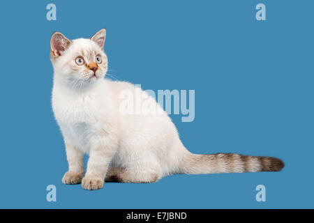 British Shorthair kitten, dieci settimane, color cioccolato punto Lynx Foto Stock