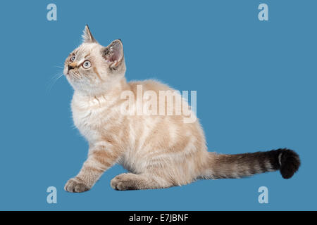 British Shorthair Kitten, dieci settimane, colore seal Lynx Point Foto Stock