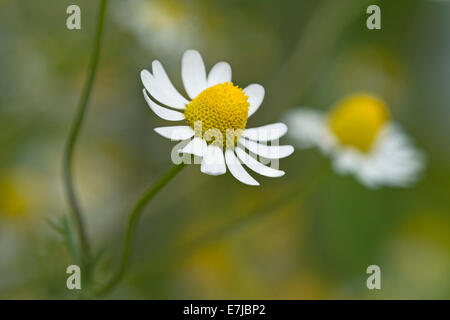 La camomilla (Matricaria chamomilla), fiore, Svizzera Foto Stock