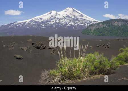 Erba di lava e cenere del vulcano Llaima, Conguillío National Park, Melipeuco, Regione Araucanía, Cile Foto Stock