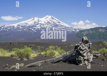 Albero morto e il vulcano Llaima alle spalle, Parco Nazionale Conguillío, Melipeuco, Regione Araucanía, Cile Foto Stock