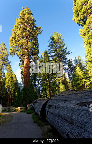 Sequoia gigante alberi (Sequoiadendron giganteum) nella Foresta Gigante, Sequoia National Park, California, Stati Uniti Foto Stock