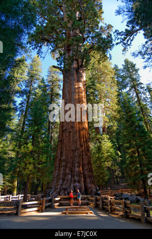 Sequoia gigante General Sherman (Sequoiadendron giganteum), di fronte due visitatori, Foresta Gigante, Sequoia National Park, California Foto Stock