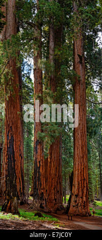 Il senato, un gruppo di giganteschi sequoia gigante alberi (Sequoiadendron giganteum), con stupito visitatore, Sequoia National Park Foto Stock