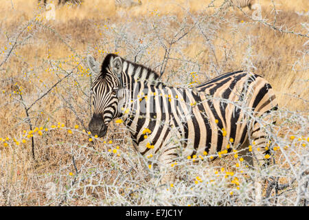 Pianure o Zebra Burchell's Zebra (Equus quagga burchelli) in bushland, il Parco Nazionale di Etosha, Namibia Foto Stock