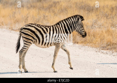 Piccola Pianura o Zebra Burchell's Zebra (Equus quagga burchelli) attraversando una strada, il Parco Nazionale di Etosha, Namibia Foto Stock