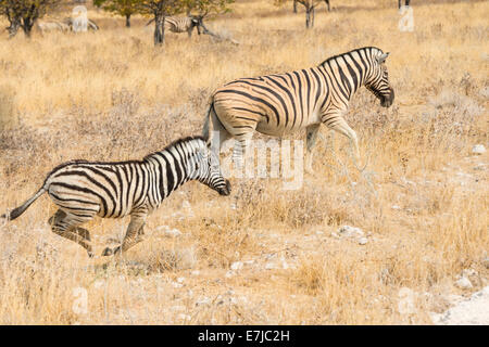 Le pianure zebre o la Burchell zebre (Equus quagga burchelli), il Parco Nazionale di Etosha, Namibia Foto Stock