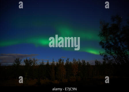 L'Islanda, la notte, luci del nord, nord Luce, aurora boreale, legno, foresta, Europa, vacanze, viaggi Foto Stock