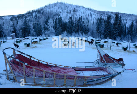 Stati Uniti d'America, Stati Uniti, America, Alaska Fairbanks, Chena Hot Springs, sled, cane, inverno Foto Stock