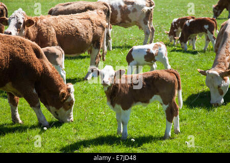 La mandria di Hereford x Charolais vacche e i loro vitelli pascolare nel sole di primavera a Hampton Court Castle Herefordshire UK Foto Stock