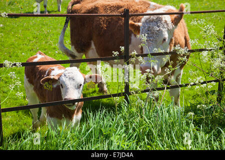 A Hereford x Charolais di mucca e il suo vitello nel sole di primavera a Hampton Court Castle Herefordshire England Regno Unito Foto Stock