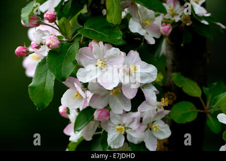 Blossoms, molla, tree blossom, tender blossoms, germogliano frutti, fiori, petali, Germania, Europa Foto Stock