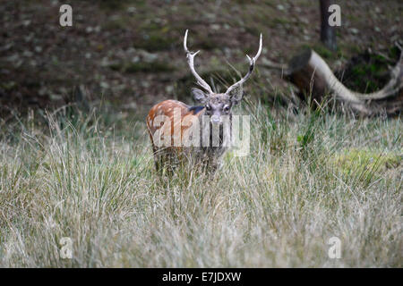 Giapponese cervi, spotted deer, cervo, Sika, Cervus nippon, Asian cervi, daini, cervi, solchi stagione, Germania, Europa Foto Stock