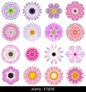 Grande raccolta di vari concentrici di rosa fiori di pattern. Mandala caleidoscopica Patterns isolati su sfondo bianco. Concentr Foto Stock